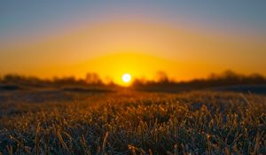 Preview wallpaper grass, sun, frost, drops, wet, macro