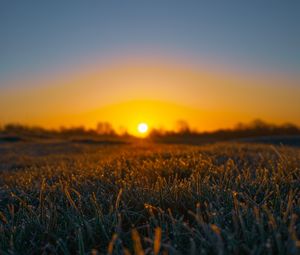 Preview wallpaper grass, sun, frost, drops, wet, macro