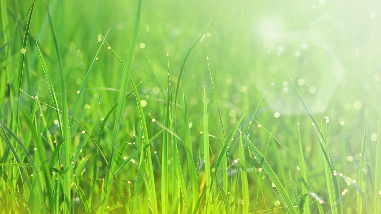 Wallpaper grass, sun, patches of light, dew