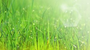 Preview wallpaper grass, sun, patches of light, dew