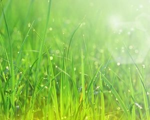 Preview wallpaper grass, sun, patches of light, dew