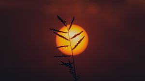 Preview wallpaper grass, sun, silhouette, sunset, dark