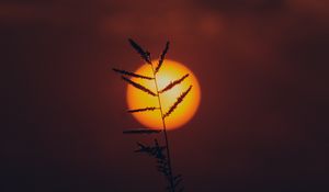 Preview wallpaper grass, sun, silhouette, sunset, dark
