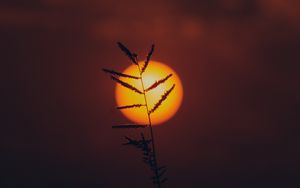 Preview wallpaper grass, sun, silhouette, sunset, dark