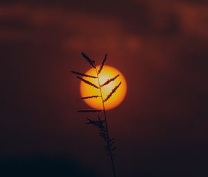 Preview wallpaper grass, sun, silhouette, sunset, dark