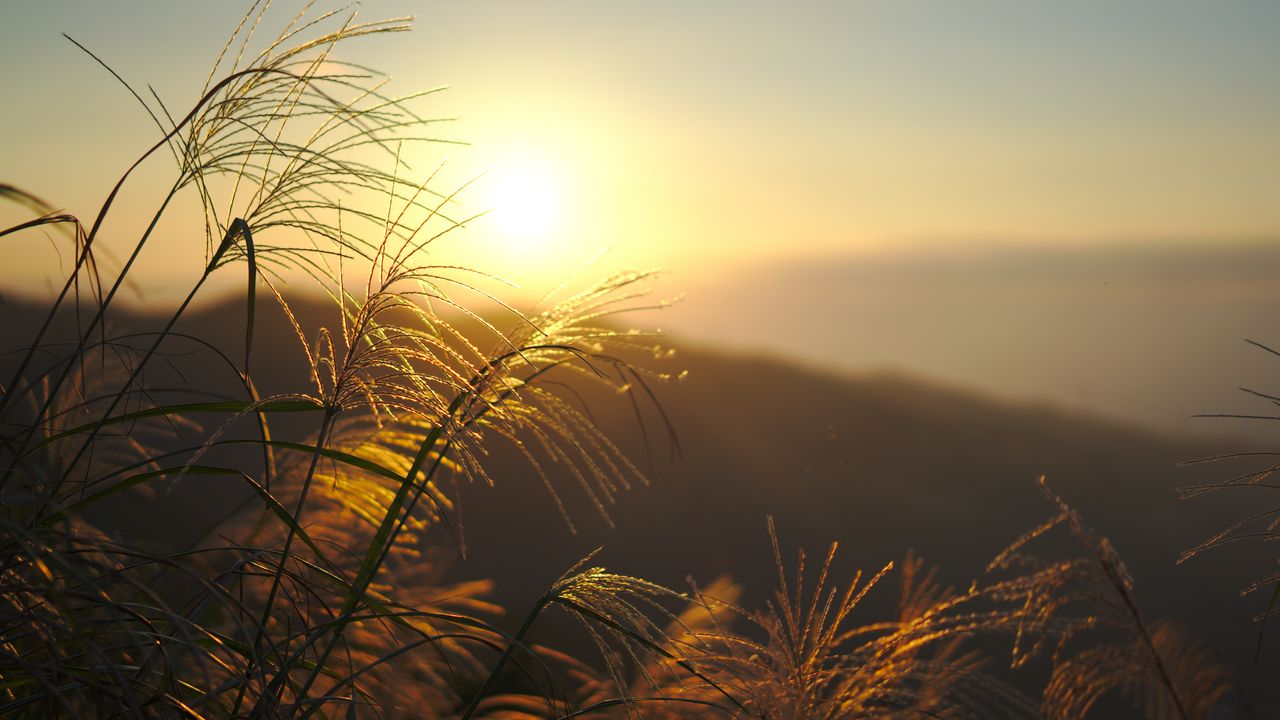 Wallpaper grass, sun, sunset, light, plants