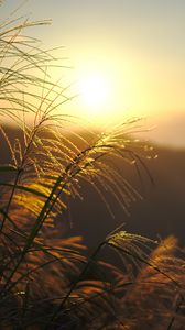 Preview wallpaper grass, sun, sunset, light, plants