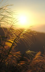 Preview wallpaper grass, sun, sunset, light, plants