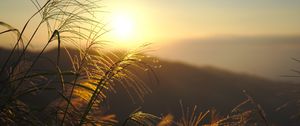 Preview wallpaper grass, sun, sunset, light, plants