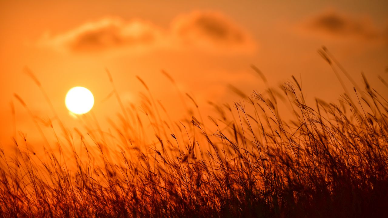 Wallpaper grass, sun, sunset, nature