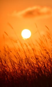 Preview wallpaper grass, sun, sunset, nature