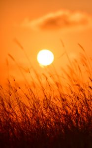 Preview wallpaper grass, sun, sunset, nature