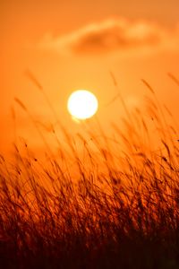 Preview wallpaper grass, sun, sunset, nature