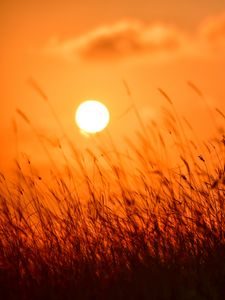 Preview wallpaper grass, sun, sunset, nature