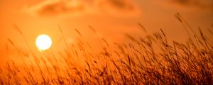 Preview wallpaper grass, sun, sunset, nature