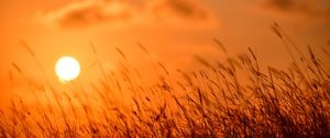 Preview wallpaper grass, sun, sunset, nature