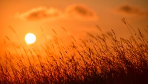 Preview wallpaper grass, sun, sunset, nature