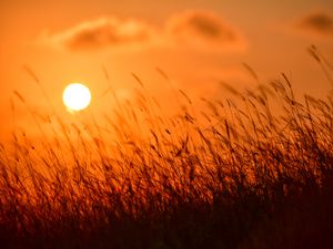 Preview wallpaper grass, sun, sunset, nature