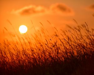 Preview wallpaper grass, sun, sunset, nature