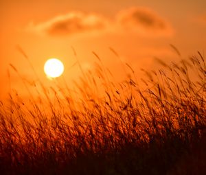 Preview wallpaper grass, sun, sunset, nature