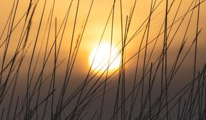 Preview wallpaper grass, sun, sunset, dusk, nature