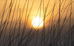 Preview wallpaper grass, sun, sunset, dusk, nature