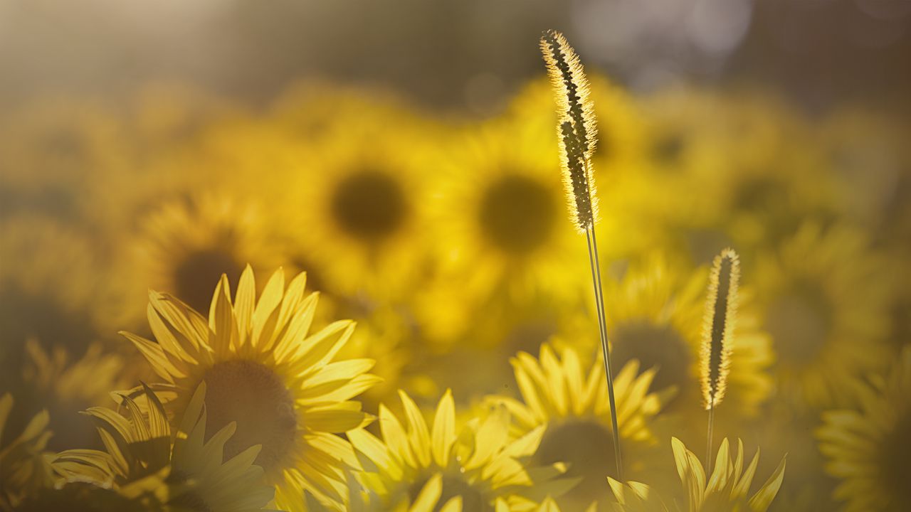 Wallpaper grass, sunflowers, petals, sunlight