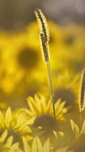 Preview wallpaper grass, sunflowers, petals, sunlight