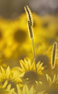 Preview wallpaper grass, sunflowers, petals, sunlight