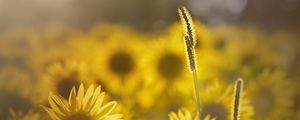 Preview wallpaper grass, sunflowers, petals, sunlight