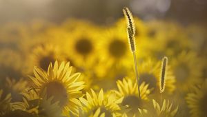 Preview wallpaper grass, sunflowers, petals, sunlight