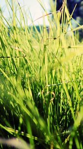 Preview wallpaper grass, sunlight, bright