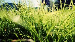 Preview wallpaper grass, sunlight, bright