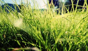 Preview wallpaper grass, sunlight, bright