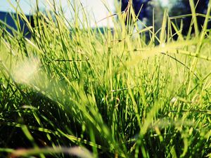 Preview wallpaper grass, sunlight, bright