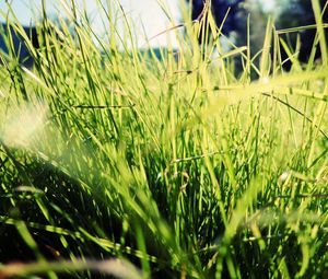 Preview wallpaper grass, sunlight, bright