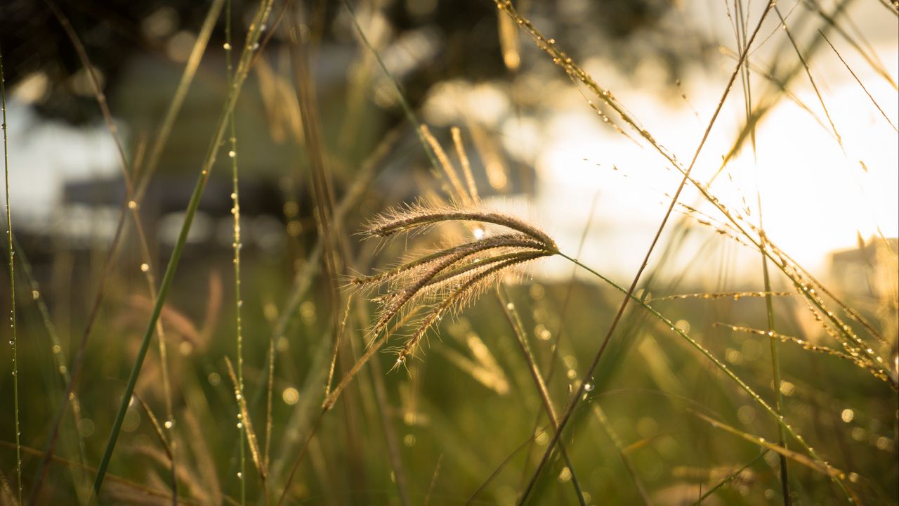 Wallpaper grass, sunlight, close-up