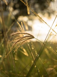 Preview wallpaper grass, sunlight, close-up