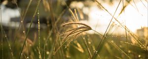 Preview wallpaper grass, sunlight, close-up