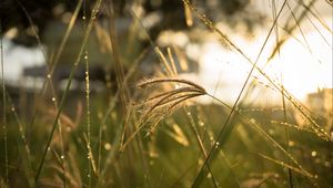 Preview wallpaper grass, sunlight, close-up