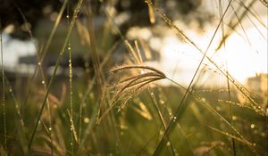 Preview wallpaper grass, sunlight, close-up