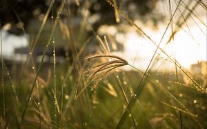 Preview wallpaper grass, sunlight, close-up