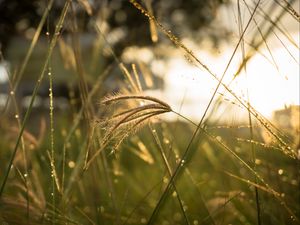 Preview wallpaper grass, sunlight, close-up