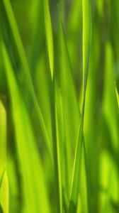 Preview wallpaper grass, sunlight, macro, green
