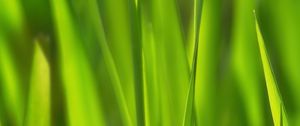 Preview wallpaper grass, sunlight, macro, green