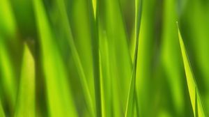 Preview wallpaper grass, sunlight, macro, green