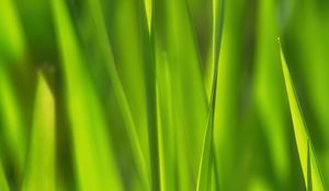 Preview wallpaper grass, sunlight, macro, green