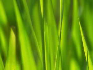 Preview wallpaper grass, sunlight, macro, green