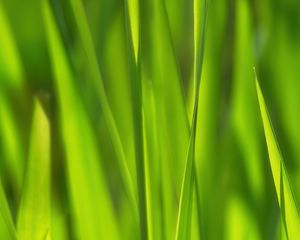 Preview wallpaper grass, sunlight, macro, green