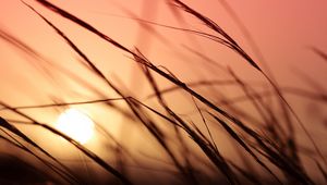 Preview wallpaper grass, sunlight, sky